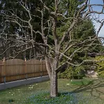 Garten Harmony *
