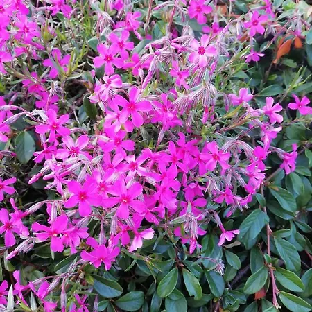 Garten Harmony Διαμέρισμα