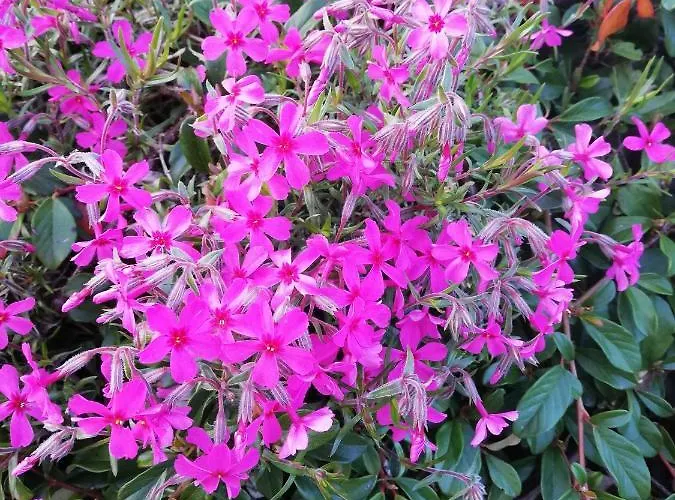 Garten Harmony דירה